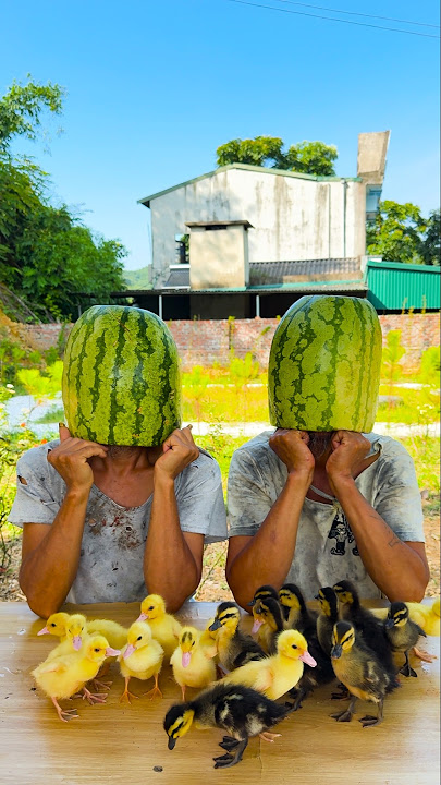 Oh, where did my Watermelon duck go? 🦆🍉#Sakon Nakhon #hahahahaha