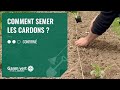 [TUTO] Comment semer les cardons ? - Jardinerie Gamm vert