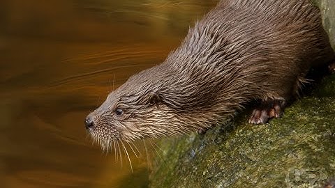 Camera trapping  pt.1