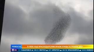 В небе над Краснодарским краем птицы устроили шоу