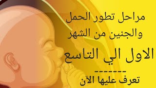 مراحل الحمل من اول يوم مراحل الحمل وتكوين الجنين | تطور من الشهر الاول الي التاسع | marahil alhaml