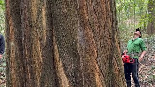 Cưa cây tràm bông vàng siêu khủng , siêu lớn , Nhiều nhánh to . Cưa cây kỷ thuật cao