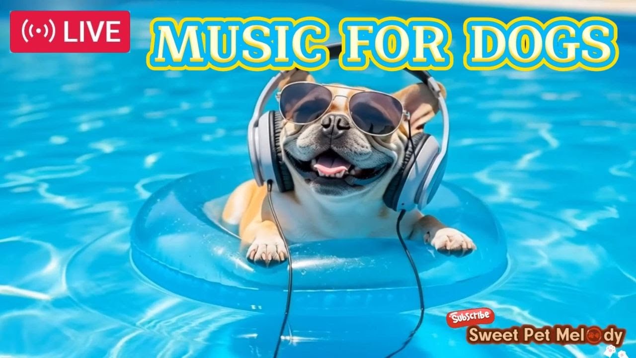LIVE: Dog Music for Summer Heat Relief 🐶 | Cool & Calming Sounds to Beat the Heat!
