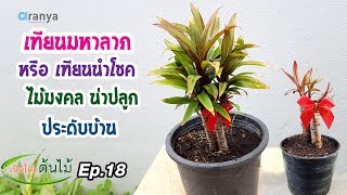 เทียนมหาลาภ หรือ เทียนนำโชค ไม้มงคล น่าปลูกประดับบ้าน|เปิดโลกต้นไม้ Ep.18| Aranya Channel