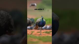 keajaiban dari surga, burung merak #faktaunik #factanimals #merak