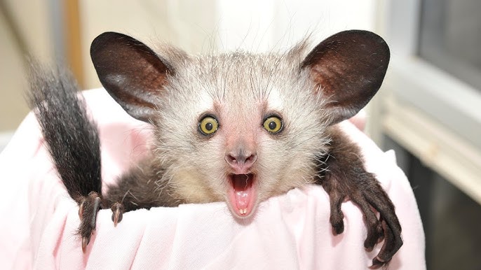 True Facts About The Aye Aye - YouTube