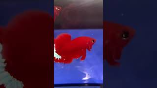 Betta red fancy star (có sỉ lẻ)zalo 0814581639