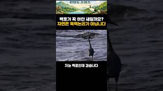 백로가 꼭 하얀 새일까요?자연은 흑과 백으로 나뉘지 않습니다