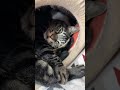 お目々なないない