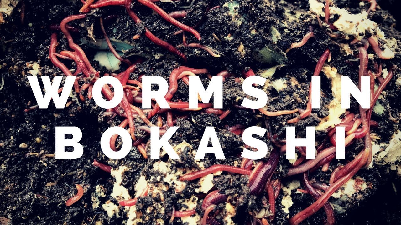 Worms in pot with bokashi compost YouTube