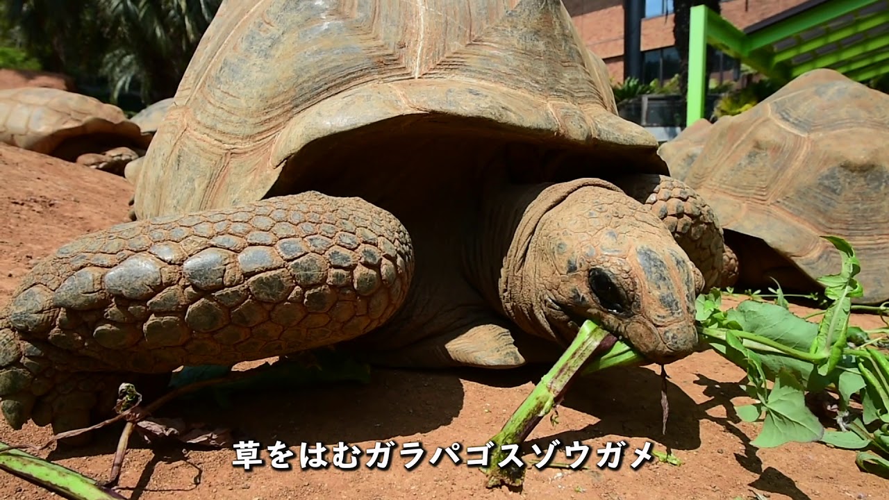 出番待つ動物たち Izoo クサガメとミナミイシガメ ガラパゴスゾウガメ 静岡新聞 アットエス Youtube