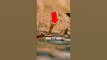 NẾU THẤY HAI CON RẮN … | 😨 (Có Thể Bạn Không Biết ) #dongvat #facts #amazingfacts