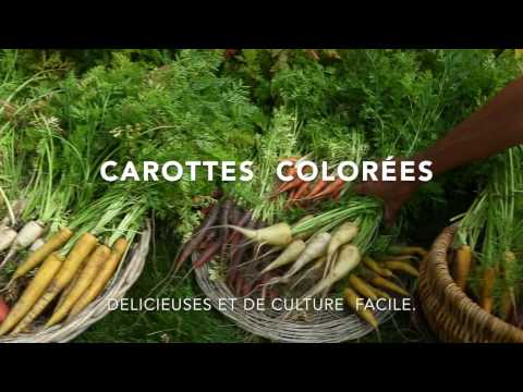 Vidéo: Carottes Multicolores