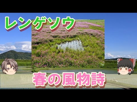 【ゆっくり解説】忘れられつつあるレンゲソウってどんな植物？