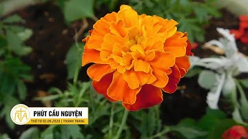 Phút Cầu Nguyện, Thứ Tư 02/09/2020: Tình Chồng Nghĩa Vợ