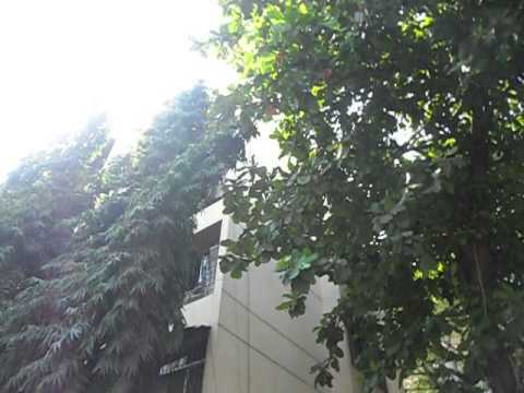 Blue Fortuna video 2