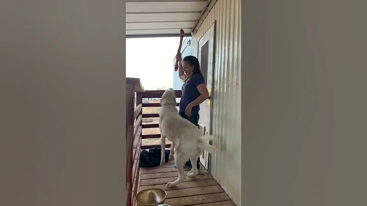 Dog Gets Massive Bone For Christmas #dogs #funny #pets