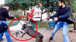 Un DOGO ARGENTINO se ENFRENTA a un PITBULL que paseaba con él 😱 ¿Por qué lo ATACÓ?