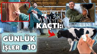 ÇİFTLİKTE GÜNLÜK İŞLER BÖLÜM #10 / AŞILAMA /BOLUSLAR / DOĞUMHANE HAZIRLIĞI / BUZAĞI AŞILAMA