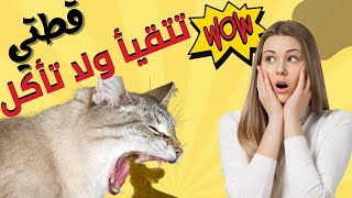 اسباب القيء عند القطط: علاج الترجيع عند القطط vomiting in cats