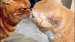 Знакомство с котом-Вязка