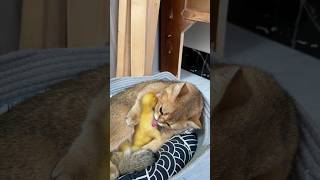 🐥Are you a mother duck? (Click to watch the full version)
