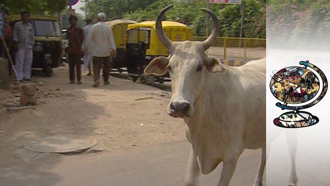 Film backdrop image for New Delhi Tries To Deal With Its Cow Problem (2022)