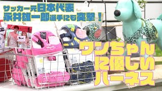 ハーネスの付け方inドッグイベント│Lamzy Channel