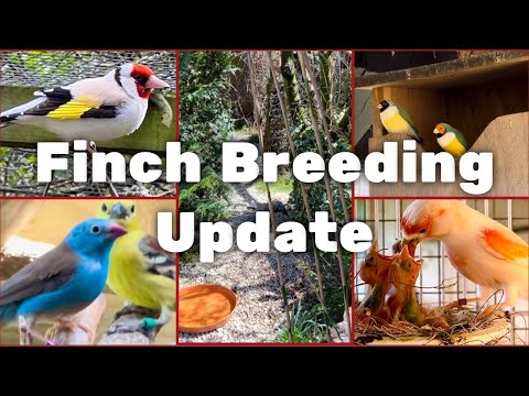 Video: Înmulțirea Budgerigars, Budgies, sau Parakeets