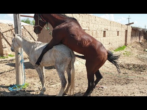 Most Attractive Horses Breeding And facts ln The world ln Hindi Urdu