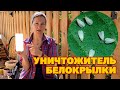 БЕЛОКРЫЛКА ИСЧЕЗНЕТ В ТЕПЛИЦЕ /БЕЛОКРЫЛКА НА КОМНАТНЫХ ЦВЕТАХ МЕТОД БОРЬБЫ  @obovsemsmarusya