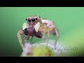 [HD] Jumping Spider In Action and Catching Fly - Macro Photography