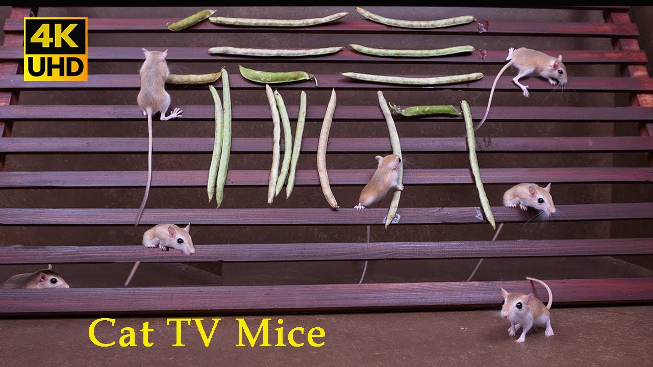 4k Cat TV Playground: Mice Climb & Scurry with Real Activity Sounds for cats to watch