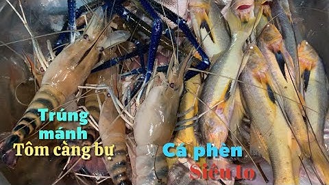 Hôm nay trúng mánh tôm càng xanh khủng và bầy cá phèn siêu to về nướng mọi ăn quá đã | Cldv #518