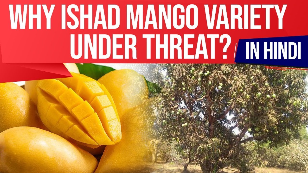 Karnataka's Ishad Mango variety under threat, Role of Ishad in Pulp