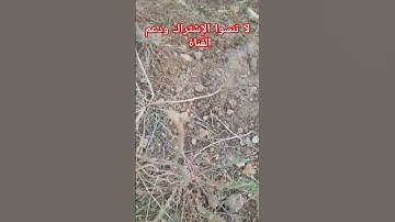 آيات بينات من الذكر الحكيم بصوت ولا أروع مع منظر طبيعي جميل #youtube #القرآن_الكريم #اكسبلور