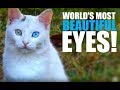 VLOG 141: WE FOUND THE WORLD&#39;S MOST BEAUTIFUL EYES!