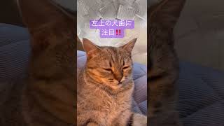 左の犬歯が上手くしまえない猫🐈⬛こまり #猫 #cat #かわいい