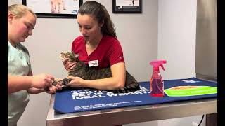 Restrain for Cephalic Venipuncture Feline