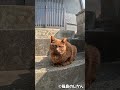 チョコレート猫に嫌われた・・・ #shorts #猫 #cat #बिल्ली #kedi