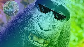 dancin monke party by TheKrispyKringe 10,146 views 1 year ago 32 seconds