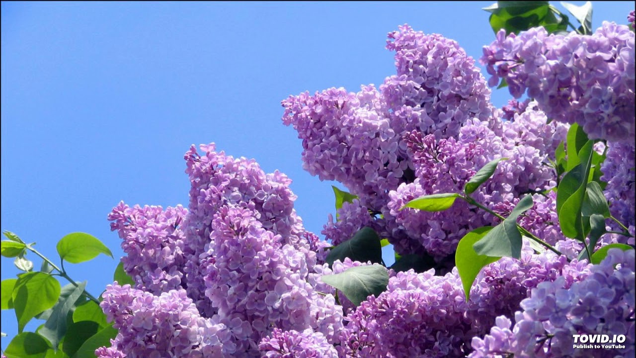 Ветки весенней сирени Сл:С.Селиванкин Муз:А.Волченко © - YouTube