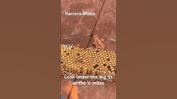 Varrora Mites in Drone Comb