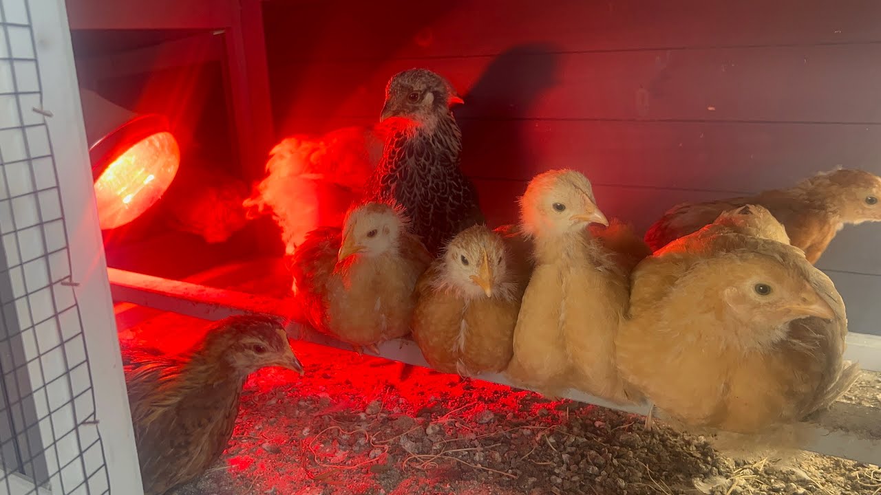 Chicks Are Loving The Spring Weather! Chicken Coop Update! - YouTube