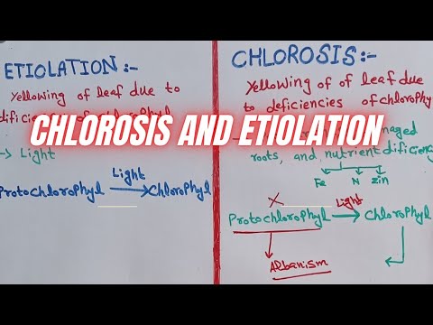 Video: Is etiolasie chlorofil afhanklik?