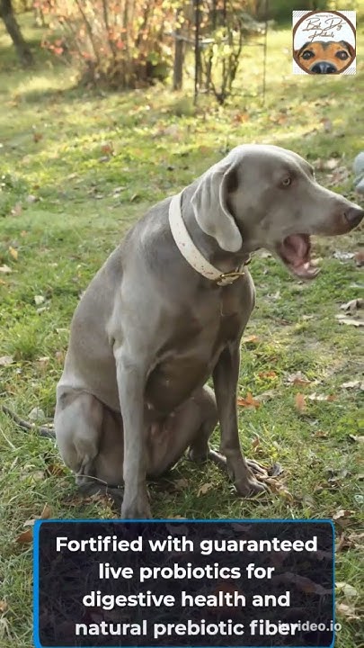 purina-pro-plan-sensitive-stomach-dog-food-is-purina-pro-plan-a-good