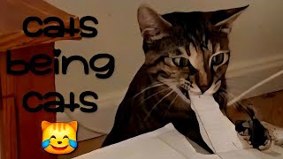 Funny cats love cardboard boxes😹  |  silly playful rescue cat being a cat, biting cardboard + more😹