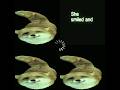 shitpost #funny #foxes