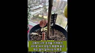전기 재배(Electroculture): 구리를 이용한 비밀 정원
