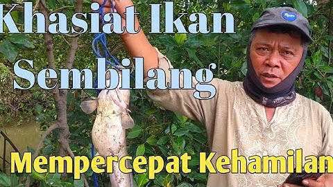 Ikan Sembilang Percepat Kehamilan‼️Mancing Liar
